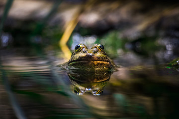 The frog in the water, frontview, reflected by water, in parisien zoo