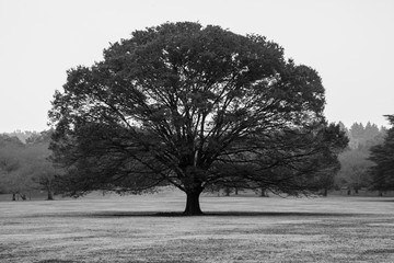 tree in a park