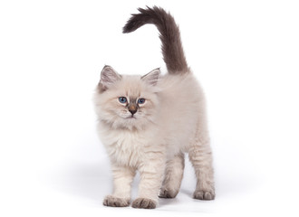 Funny cute kitten sitting on a white background