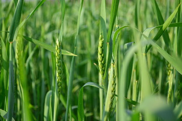 wheat