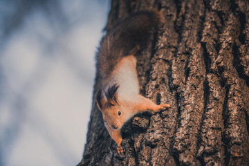 Red eurasian squirrel on the tree