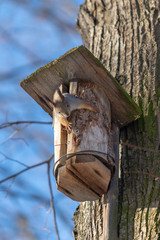 Red eurasian squirrel on the tree