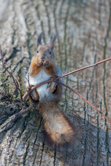 Fototapeta premium Red eurasian squirrel on the tree