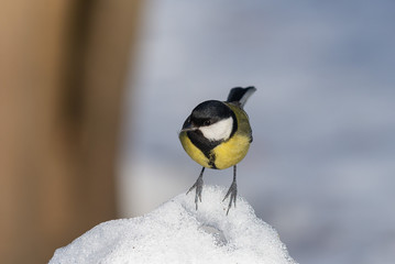 Small bird tomtit sits on branch