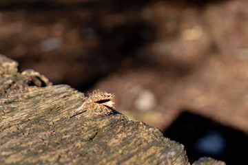 Donautal / Hausen im Tal / Schaufelsen