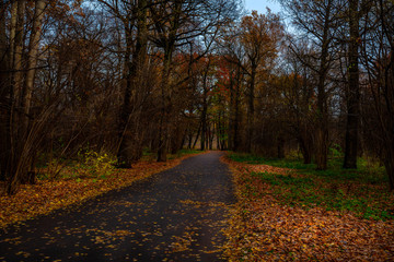 Autumn in the forest
