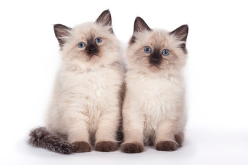 Fototapeta na wymiar Two funny cute kitten sitting on a white background