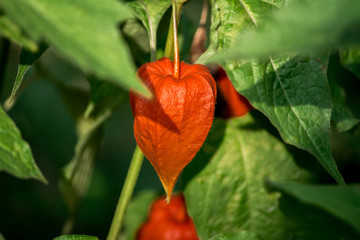 Orange flower physalis