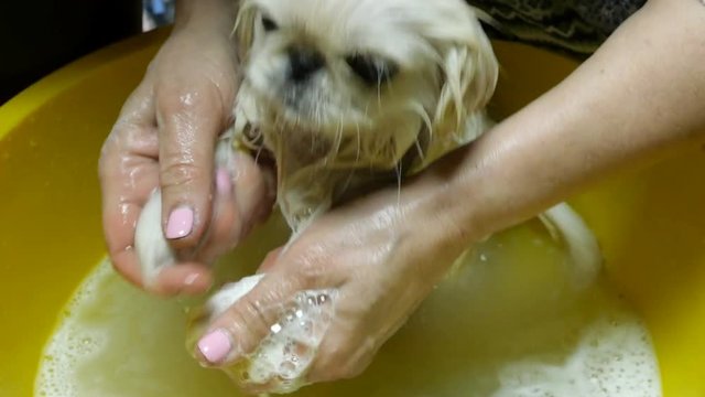 Dog bath time. Animal care. Adorable cute young puppy white Pekingese  take a bath in soapy suds full of bubbles in yellow plastic pelvis.