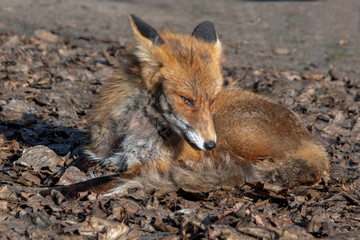 lisek © Henryk Olszewski