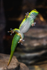 Green gecko lizard on the glass, macro close-up, looking towards the camera, in the parisien zoo, sticky hands