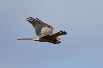 Montagus harrier (Circus pygargus)