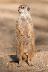 Naklejka na ściany i meble Erdmännchen (Suricata suricatta) meerkat