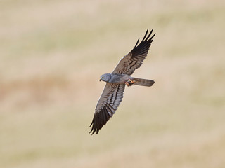 Fototapeta premium Montagus harrier (Circus pygargus)