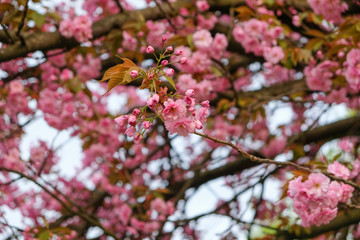 Spring Cherry blossoms,