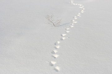 Fresh tracks of the beast in the snow