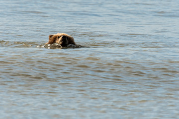 Brown bear cub swimming across creek   Alaska © Tom