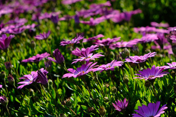 Obraz premium Violet flowers