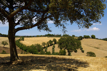 Fototapeta premium Paesaggio toscano con colline aleri e campo di grano