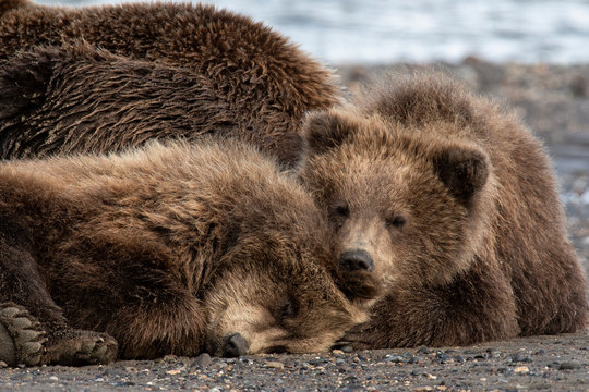 Brown Bear Cubs Napping With Mom;  Alaska