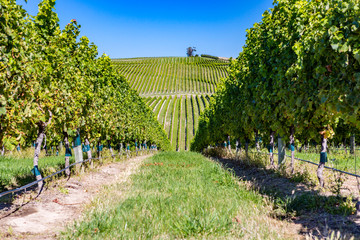 vineyards in the Marlborough district of New Zealand's South Island