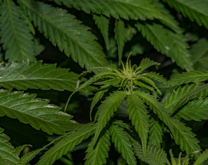 Afghan kush special variety of marijuana with young bloom