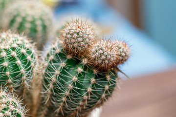 home pot. in it is a small size cactus. shallow depth of field. There is a New Year's Eve.