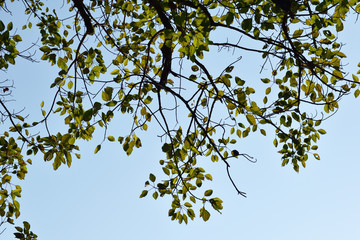 green leaves of a tree