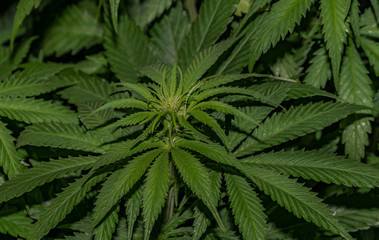 Fototapeta na wymiar Afghan kush special variety of marijuana with young bloom