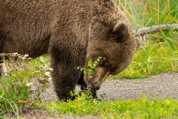 Brown bear (Ursus arctos) feeding on beach peas;  Lake Clark NP;  Alaaska