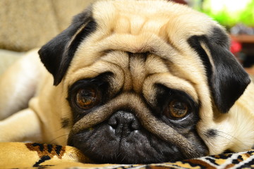 pug 