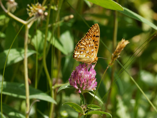 Argynnis aglaja - Le Grand nacré ou l'Aglaé posé sur une fleur. Un papillon de couleur fauve...