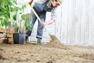 man plant out a seedling in the vegetable garden, work the soil with the garden spade, near wooden boxes full of green plants