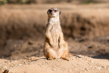 Erdmännchen (Suricata suricatta) meerkat