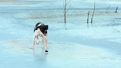 Dog english pointer