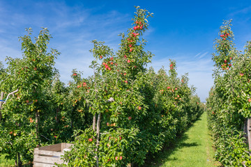 Reife Plantagenäpfel kurz vor der Ernte