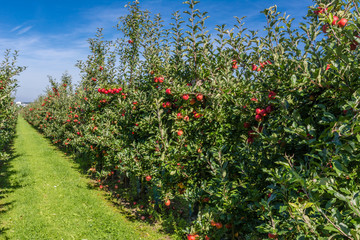 Reife Äpfel vor der Ernte