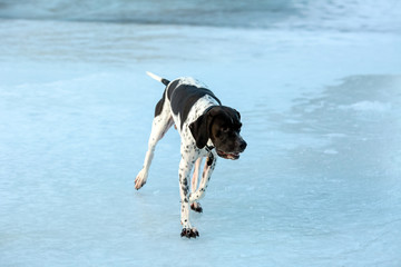 Dog english pointer