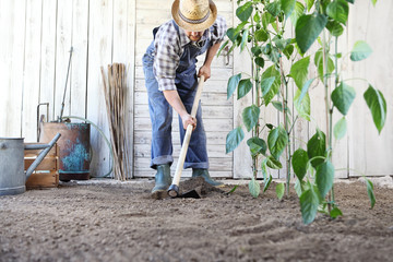 man working in the vegetable garden, hoe the ground near green plants - obrazy, fototapety, plakaty