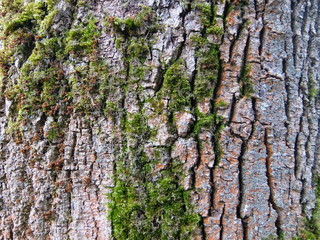tree bark moss-grown