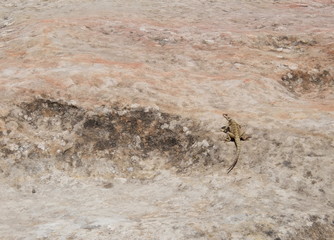 the brown lizard is basked in a bright sun on a stone