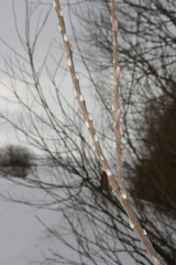 Willow branch in the winter evening