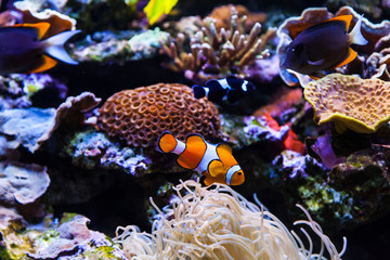 Echter Clownfisch (Amphiprion percula)