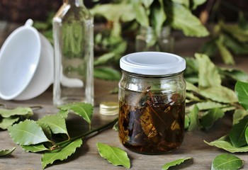 infusion of laurel leaves alcohol. liquor from laurel. Fresh leaves of laurel tree are taken and insisted on alcohol or vodka. popular in the Mediterranean. in Italy called 