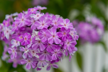 Fototapeta premium purple flowers in the garden