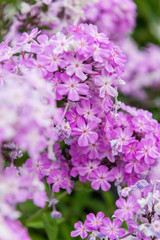 purple flowers in the garden