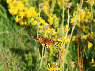 Argynnis aglaja - Le Grand nacré ou l'Aglaé posé sur une fleur. Un papillon de couleur fauve orangé à face dorsale imprégné de gris-verdâtre, orné de taches nacrées au revers.