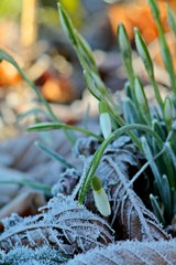 Fragile snowdrops coverd with rime.