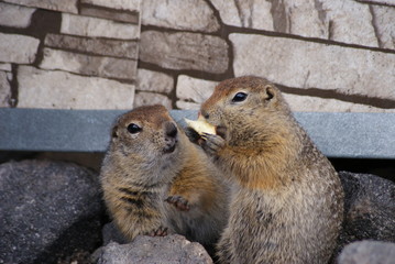 Two arctic ground squirrels eating