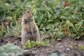 Naklejka na ściany i meble An arctic ground squirrel standing